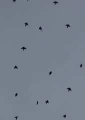 Sturnus vulgaris