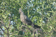 Corythaixoides concolor