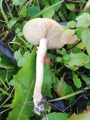 Agrocybe praecox