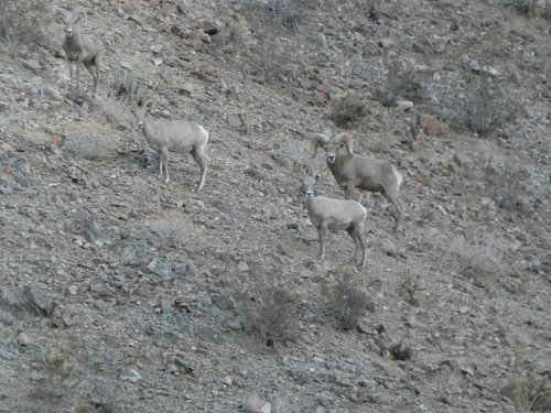 iNaturalist observation photo of Desert Bighorn Sheep