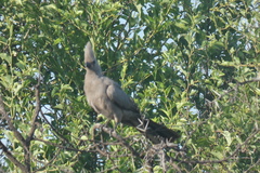 Corythaixoides concolor