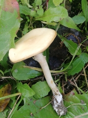 Agrocybe praecox