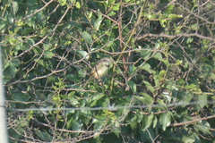 Prinia flavicans