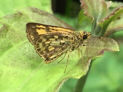 Ampittia dioscorides camertes