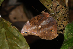 Catoblepia xanthicles
