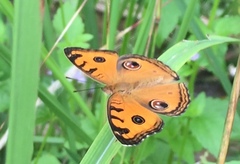 Junonia almana javana