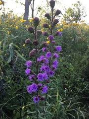 Liatris scariosa