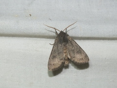 Orthosia populeti