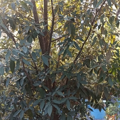 Quercus oblongata
