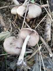 Coprinopsis melanthina