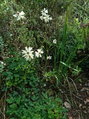 Knowltonia anemonoides