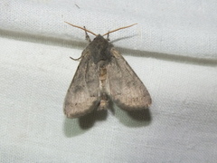 Orthosia populeti