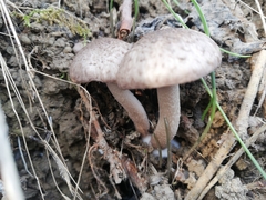 Coprinopsis melanthina