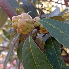 Quercus oblongata