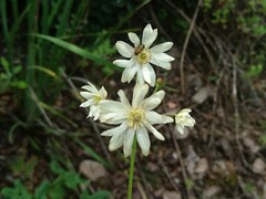 Knowltonia anemonoides