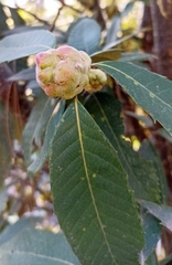 Quercus oblongata