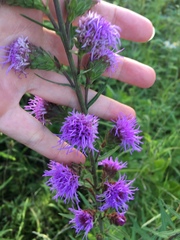 Liatris scariosa