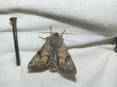 Orthosia incerta