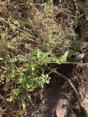 Stachys grandidentata