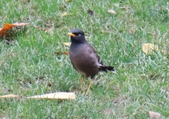 Acridotheres tristis