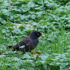 Acridotheres tristis
