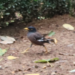 Acridotheres tristis