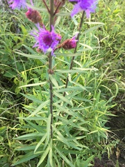 Liatris scariosa