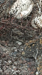 Microlophus albemarlensis