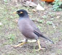 Acridotheres tristis