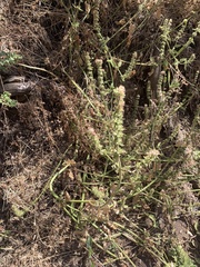 Stachys grandidentata