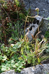 Lilium distichum