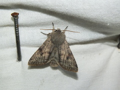 Orthosia incerta