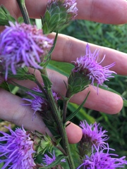 Liatris scariosa