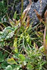 Lilium distichum