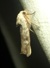 Lithomoia germana