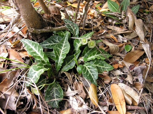 Euphorbia decaryi image