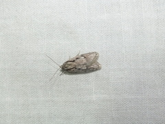 Semioscopis avellanella