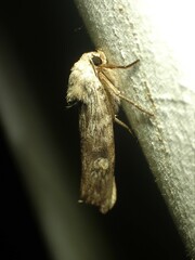 Lithomoia germana