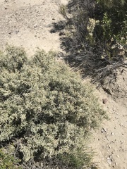 Atriplex lampa