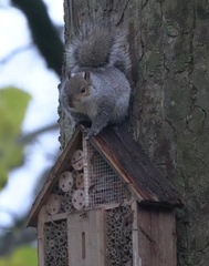 Sciurus carolinensis