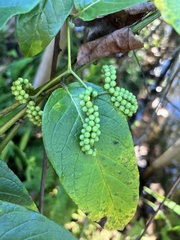 Heliotropium sarmentosum