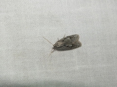 Semioscopis avellanella