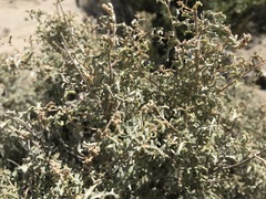 Atriplex lampa