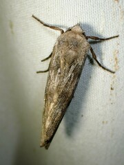 Lithomoia germana