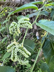 Heliotropium sarmentosum