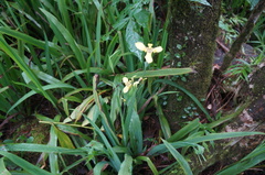 Trimezia steyermarkii