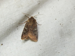 Cerastis leucographa