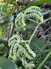 Heliotropium sarmentosum