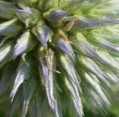 Elasmotropis testacea