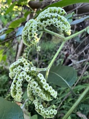 Heliotropium sarmentosum